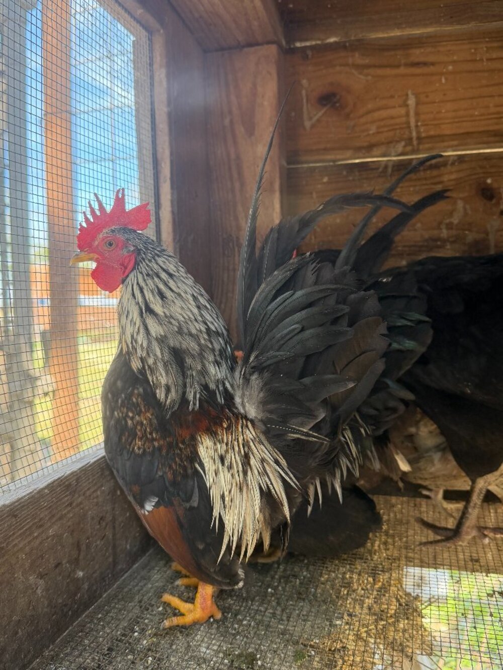 Bantam Serama Hatching Eggs 10 Count, Ornamental Seramas, Smallest Chicken Breed